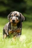 BEAUCERON - PUPPIES 311